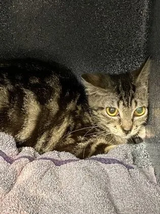 A young small-sized female Domestic Short Hair cat named Eggs for adoption in Daytona Beach, FL