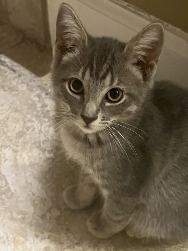 A baby small-sized male American Shorthair cat named Cider for adoption in Tampa, FL