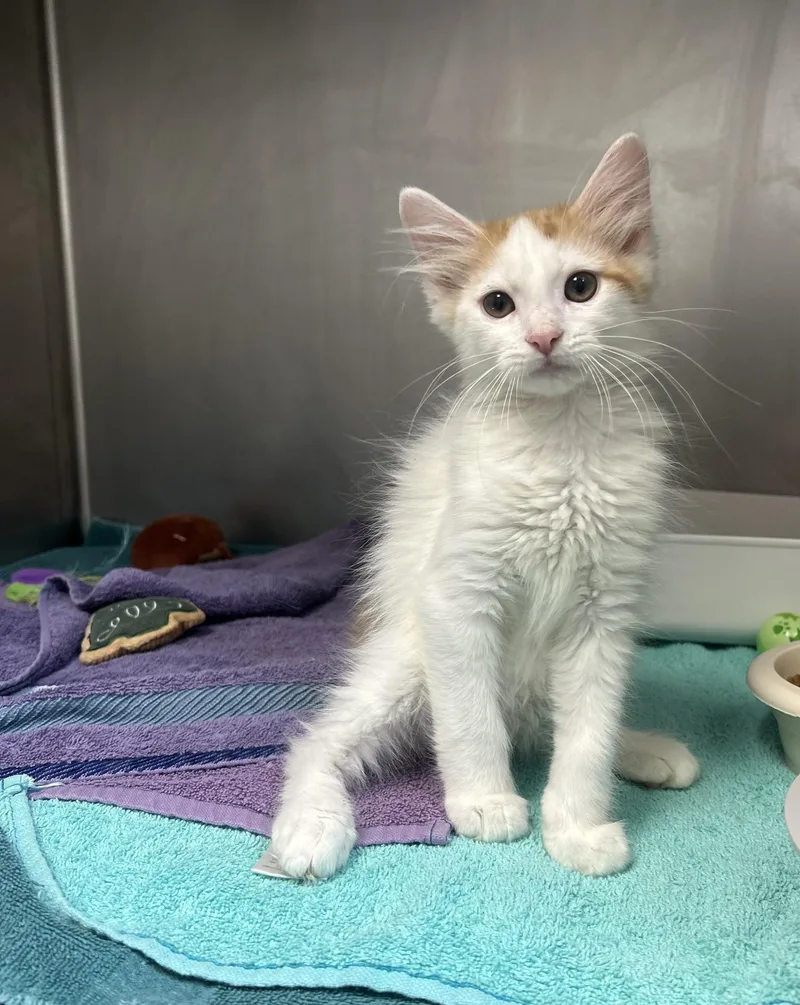 A young small-sized male Orange & White Domestic Short Hair cat named Creamsicle for adoption in Myerstown, PA