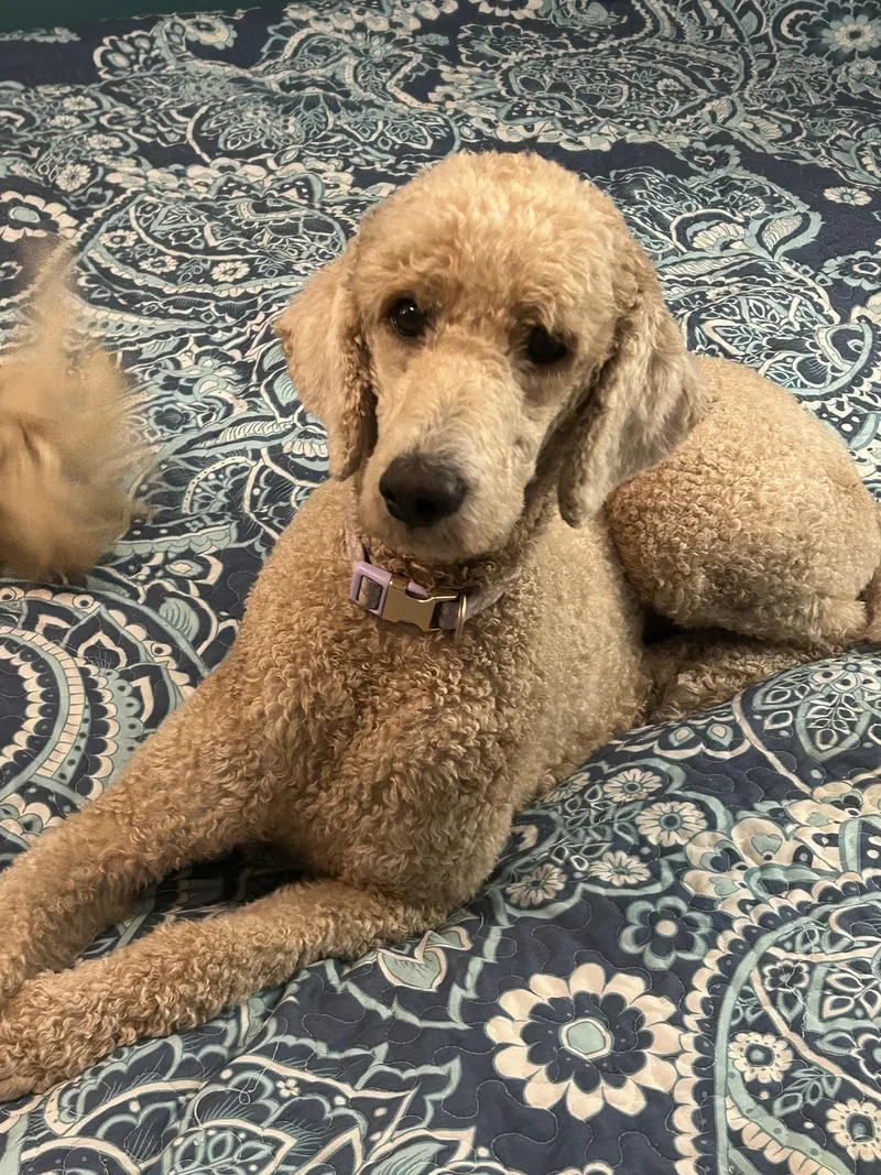 An adult medium-sized female Apricot / Beige Poodle dog named Bella for adoption in Texarkana, TX