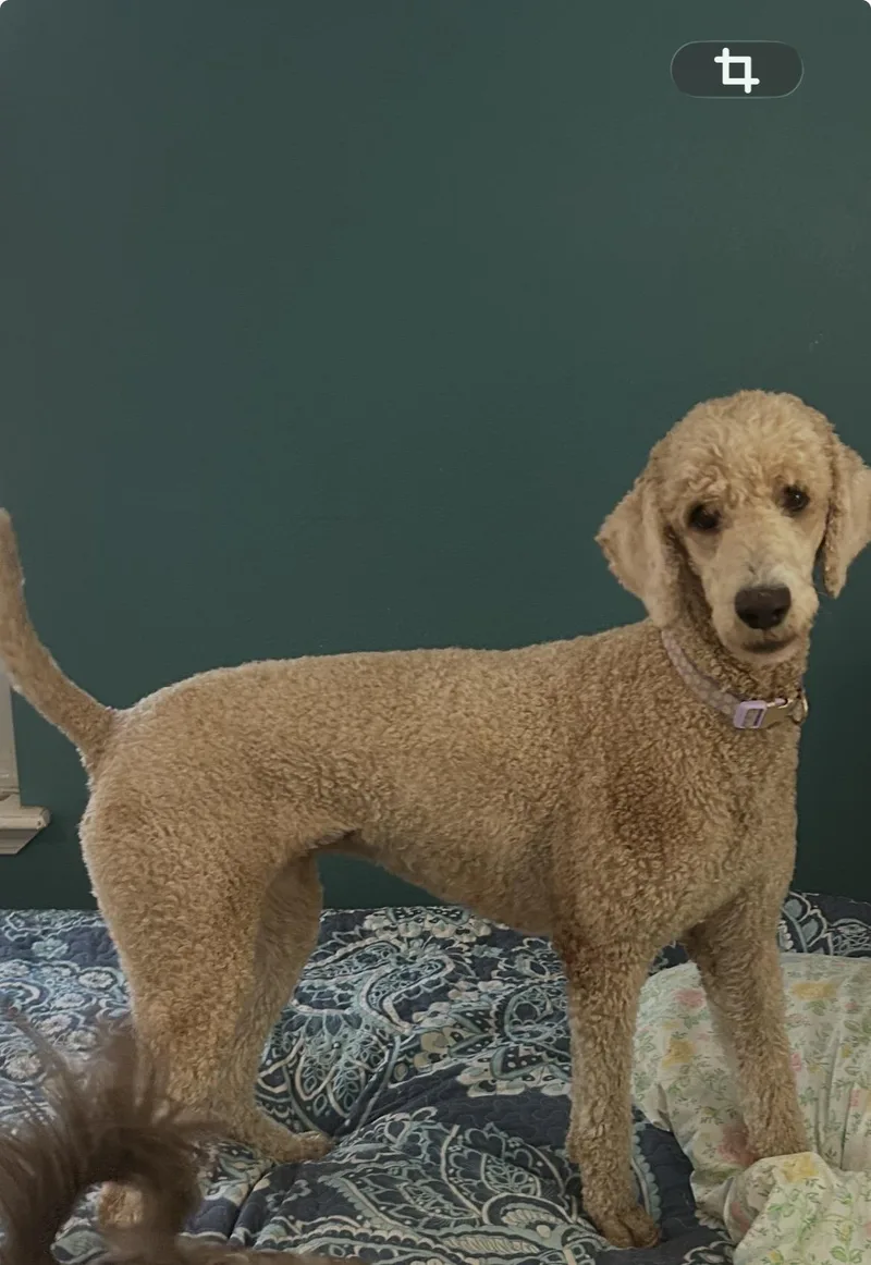 Bella thumbnail 2
