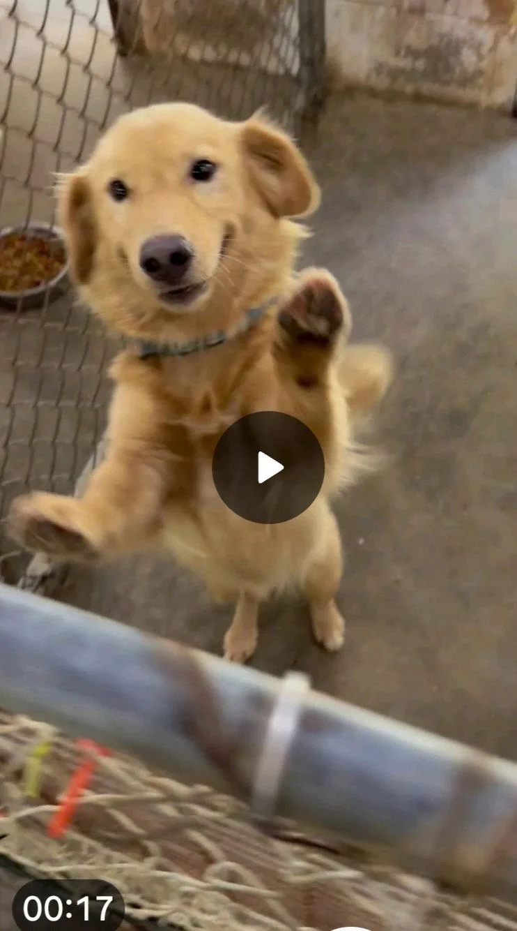 A young small-sized male Golden Retriever dog named Apollo for adoption in Sanford, FL