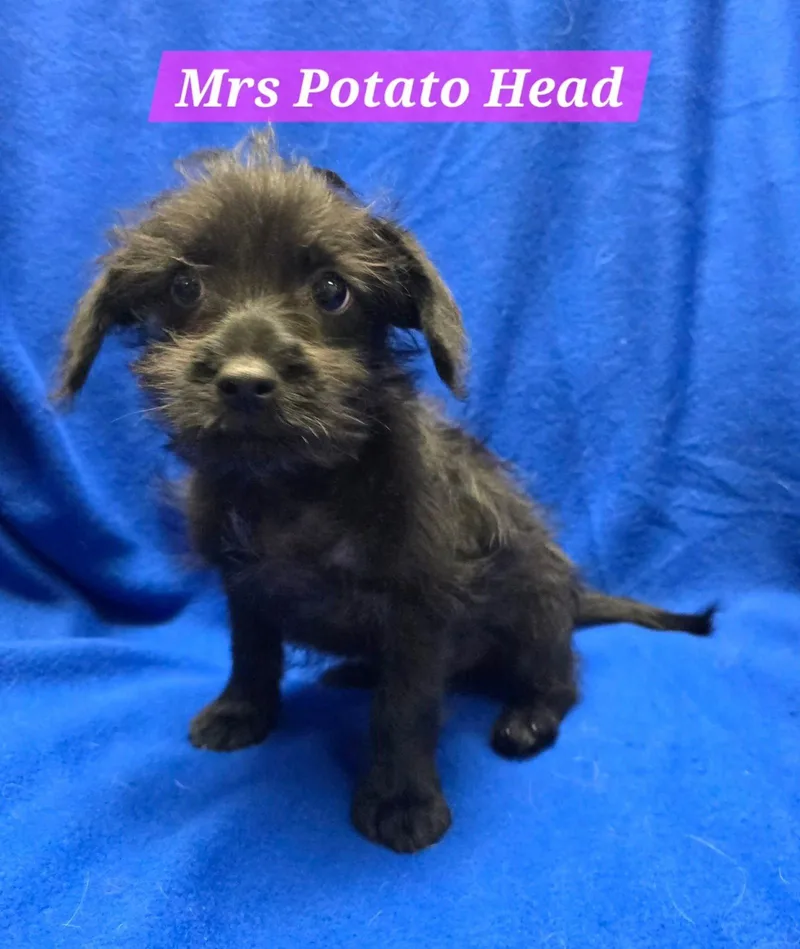 A baby small-sized female Terrier dog named Mrs Potato Head for adoption in Modesto, CA