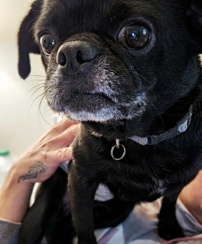 An adult small-sized male Black Pug dog named Onyx for adoption in Ossining, NY
