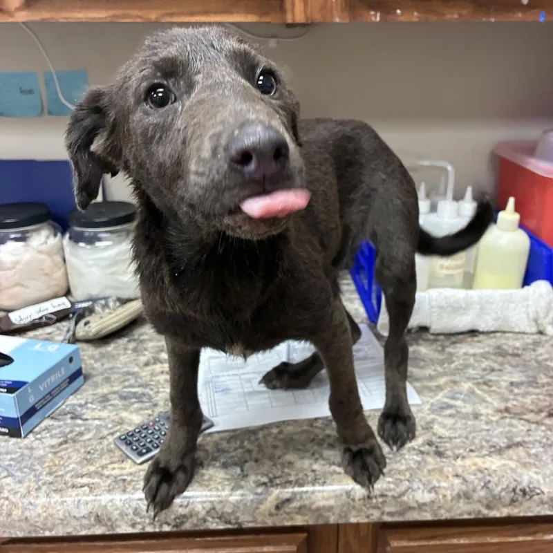 A baby small-sized female Gray / Blue / Silver Shepherd dog named Curly U for adoption in Tupelo, MS