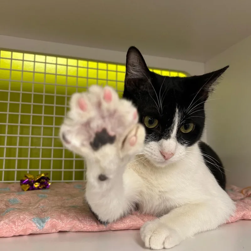 A young medium-sized male Black Domestic Short Hair cat named Seahawk for adoption in Middle Village, NY