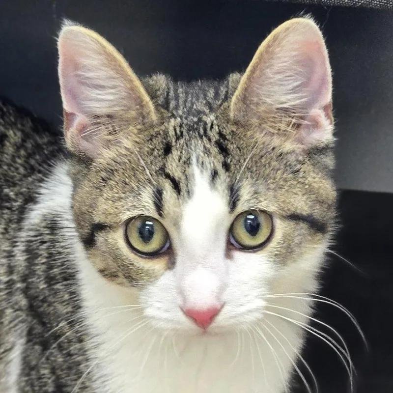 A baby small-sized male White Domestic Short Hair cat named Fern for adoption in Lexington, SC