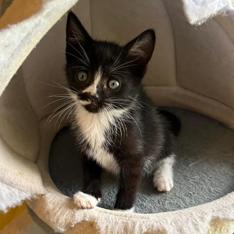 Captain Crunch thumbnail 2