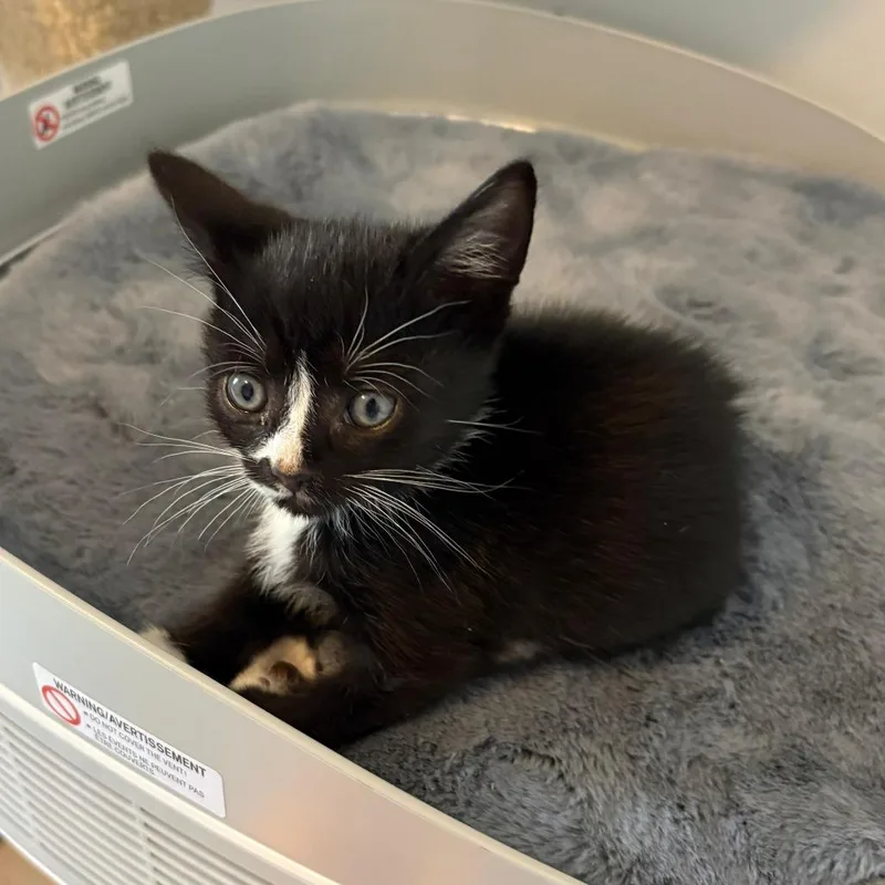 Captain Crunch thumbnail 3