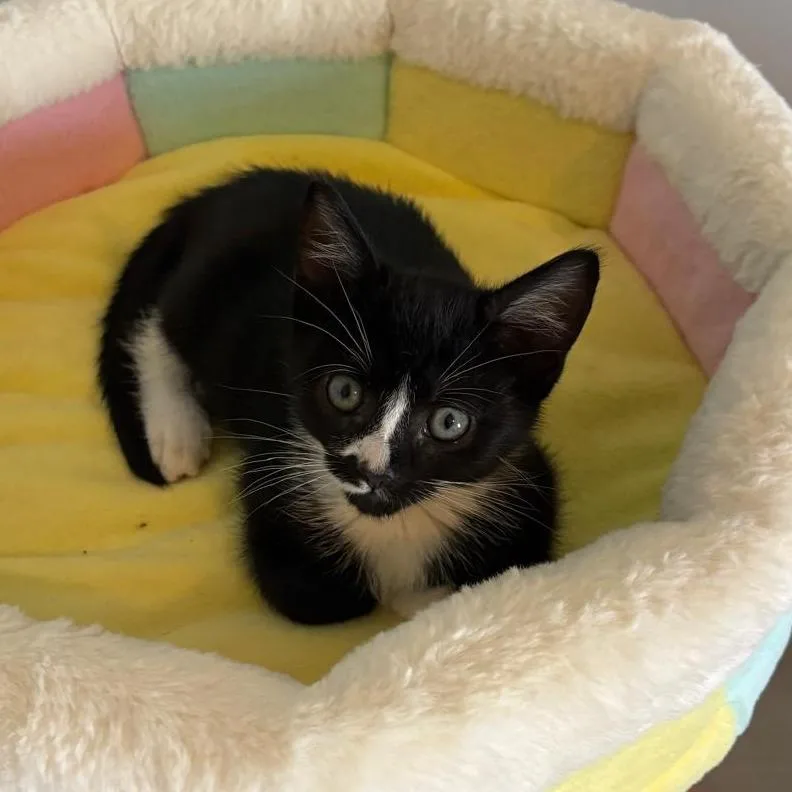 Captain Crunch thumbnail 4