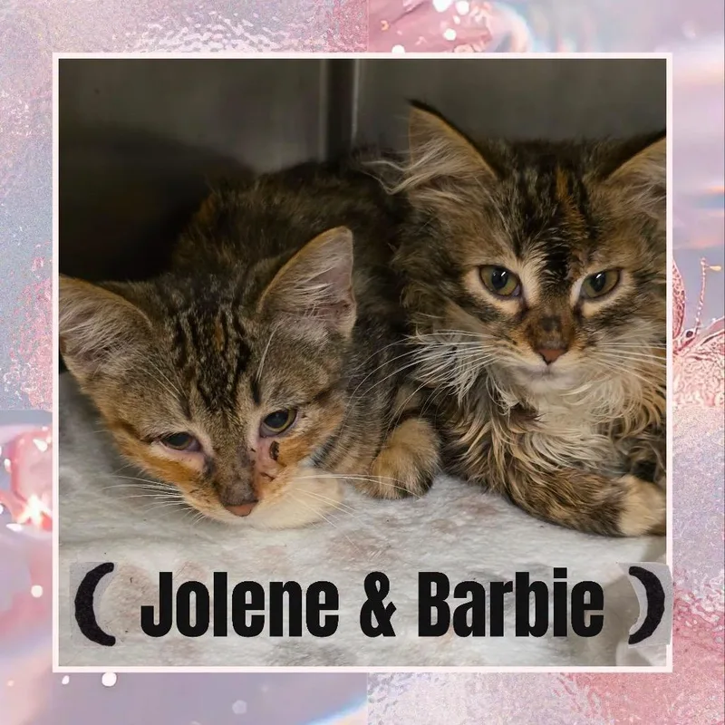 A baby small-sized female Calico Domestic Medium Hair cat named Barbie for adoption in Wheeling, IL