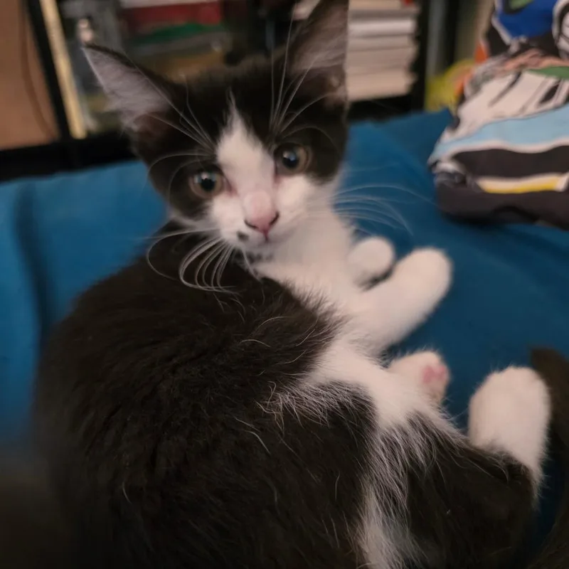 A baby small-sized female Black Domestic Short Hair cat named Cheerio for adoption in Grantsville, UT