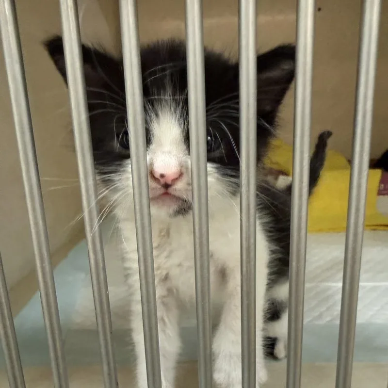 A baby small-sized male White Domestic Short Hair cat named Carmelo for adoption in Westminster, CA