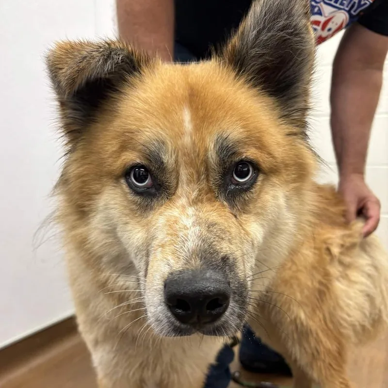 An adult medium-sized male Red / Chestnut / Orange Chow Chow dog named Kuma for adoption in Beaumont, TX
