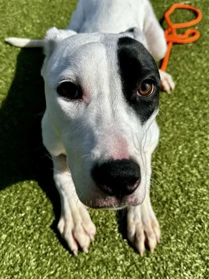 Cornish Pixie thumbnail 3