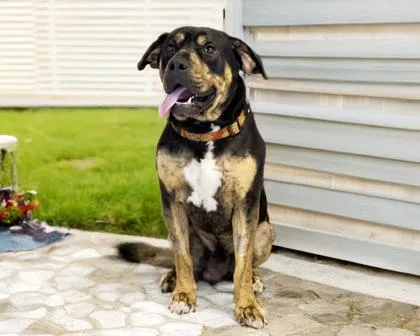 An adult large-sized male Mastiff dog named Bucky for adoption in Camano Island, WA