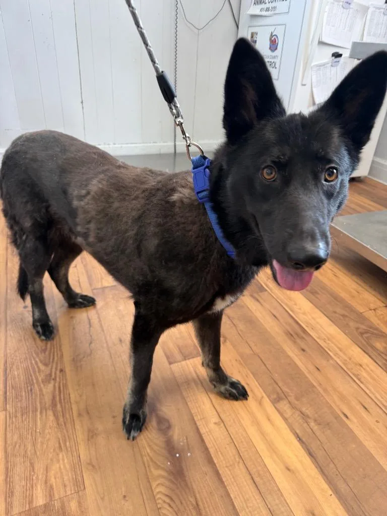 An adult large-sized female German Shepherd Dog dog named Salem for adoption in Fayetteville, TN