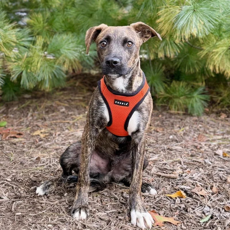 A young medium-sized male Hound dog named James for adoption in East Hampton, NY