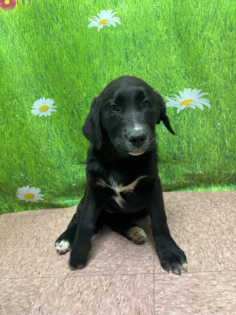 A baby medium-sized female Labrador Retriever dog named Sweetie Pie for adoption in Wabash, IN