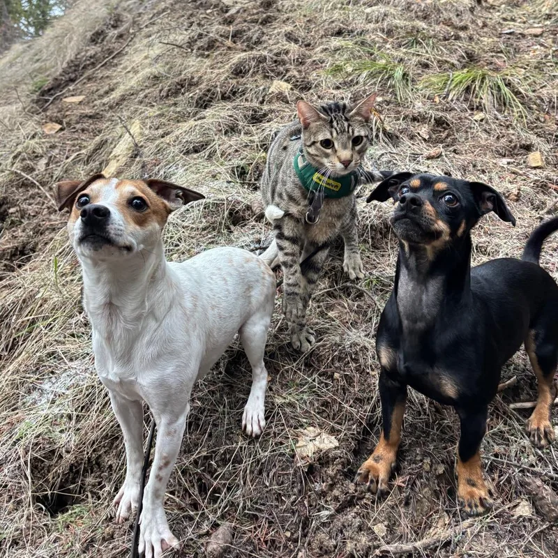 An adult small-sized male White / Cream Jack Russell Terrier dog named Fia for adoption in Cashmere, WA
