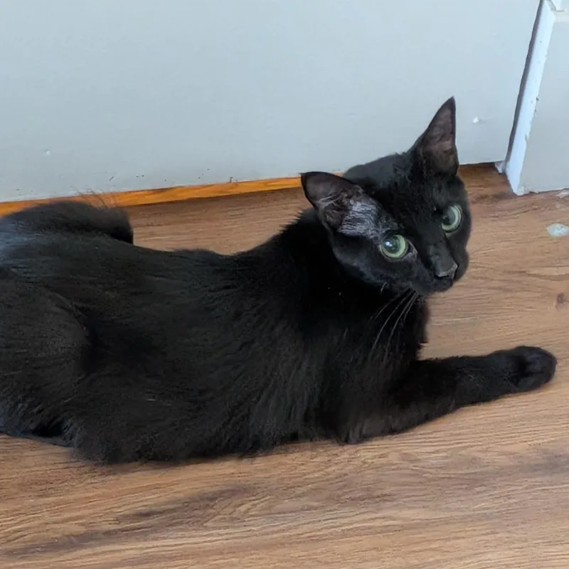 An adult medium-sized female Black Domestic Short Hair cat named Dream for adoption in Pittsburgh, PA