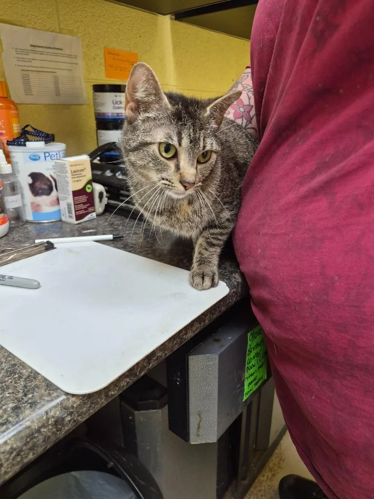 A young small-sized female Domestic Short Hair cat named Lilac Kay for adoption in Crossville, TN