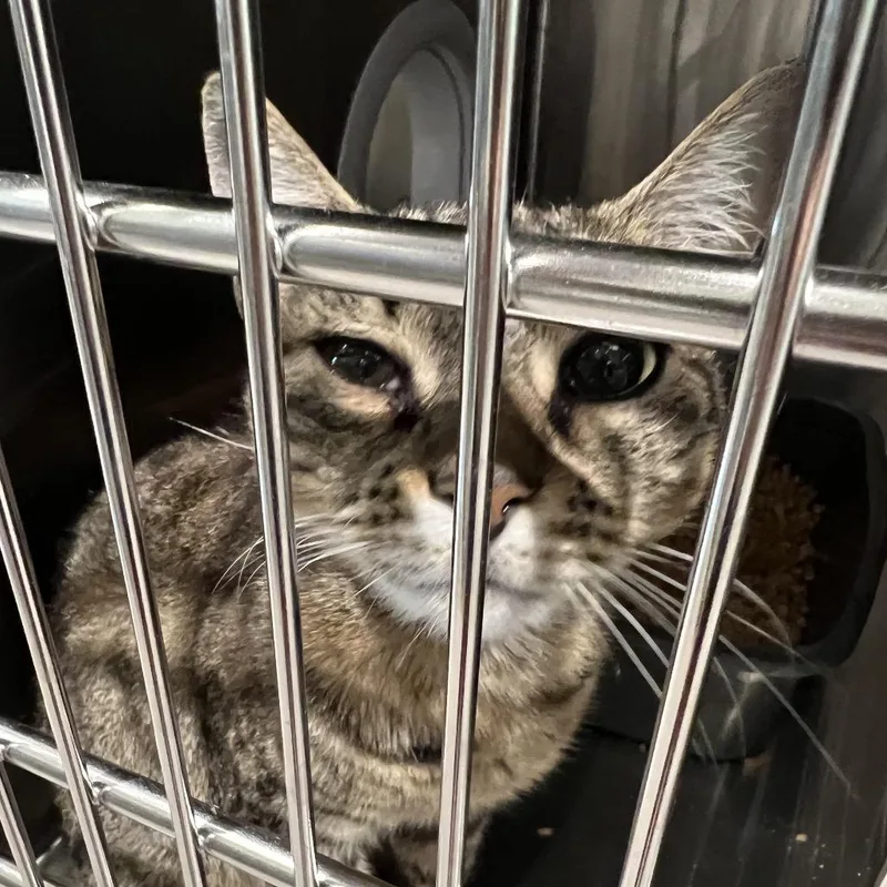A young medium-sized female Domestic Short Hair cat named Katmai for adoption in Cumming, GA