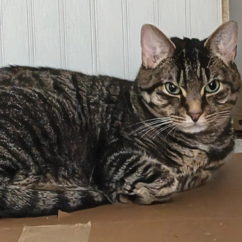 An adult large-sized female Domestic Short Hair cat named Stella for adoption in Woodstock, GA