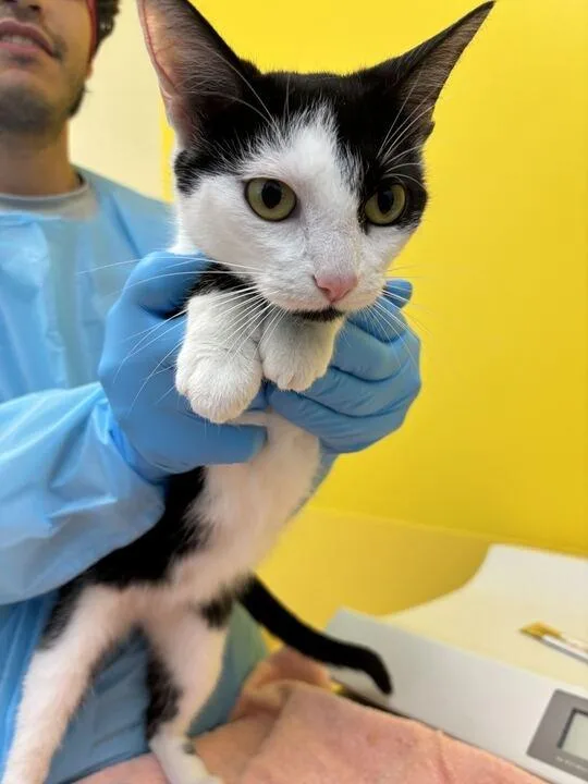 A baby small-sized female Black Domestic Short Hair cat named Swan for adoption in Raleigh, NC