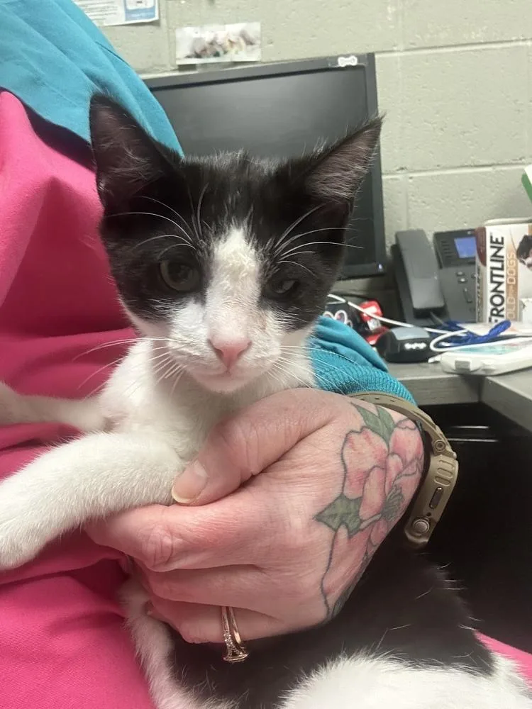 An adult medium-sized male Black & White / Tuxedo Domestic Short Hair cat named Cyrus for adoption in Albany, WI