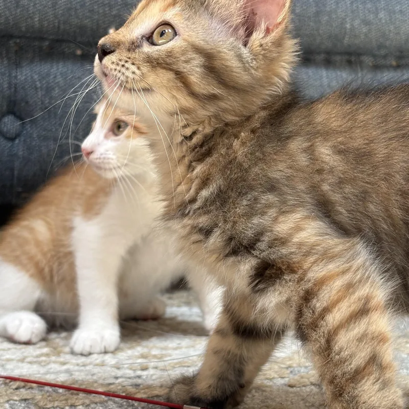A baby medium-sized female Calico Domestic Short Hair cat named Mary Ann for adoption in Ridgefield, CT