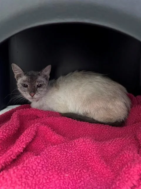 A young small-sized female Domestic Short Hair cat named Dee for adoption in Ontario, CA