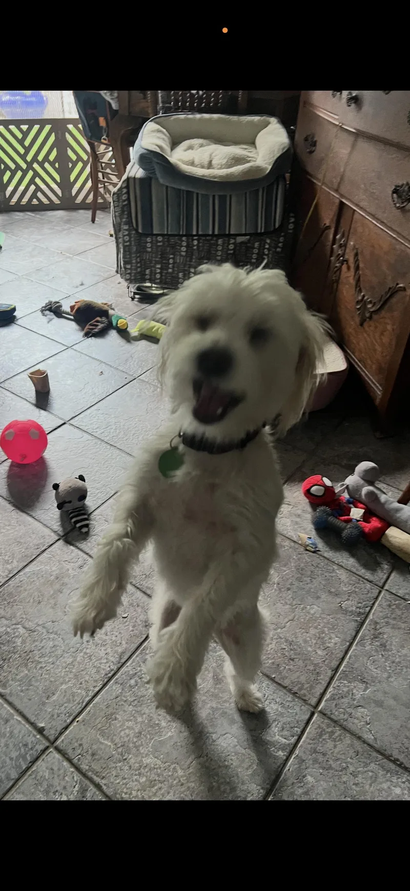 Bailey The Precious