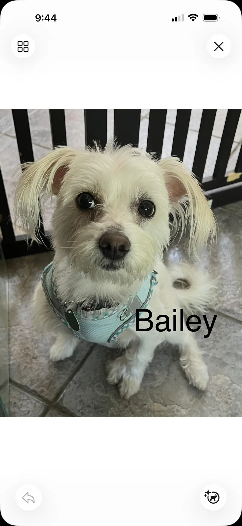 Bailey  The Precious thumbnail 2