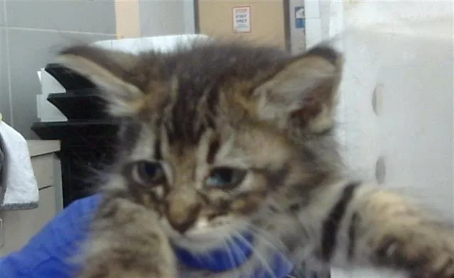 A young medium-sized male Domestic Short Hair cat named River for adoption in Dallas, TX