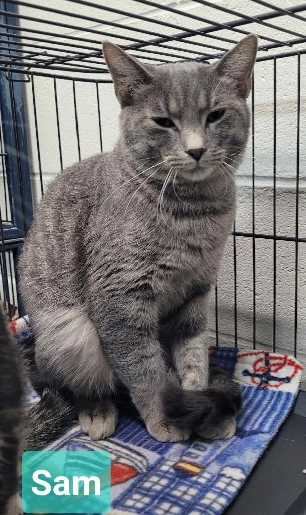 A young medium-sized male Domestic Short Hair cat named Sam for adoption in Richmond, IN