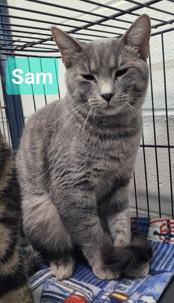 Sam thumbnail 2