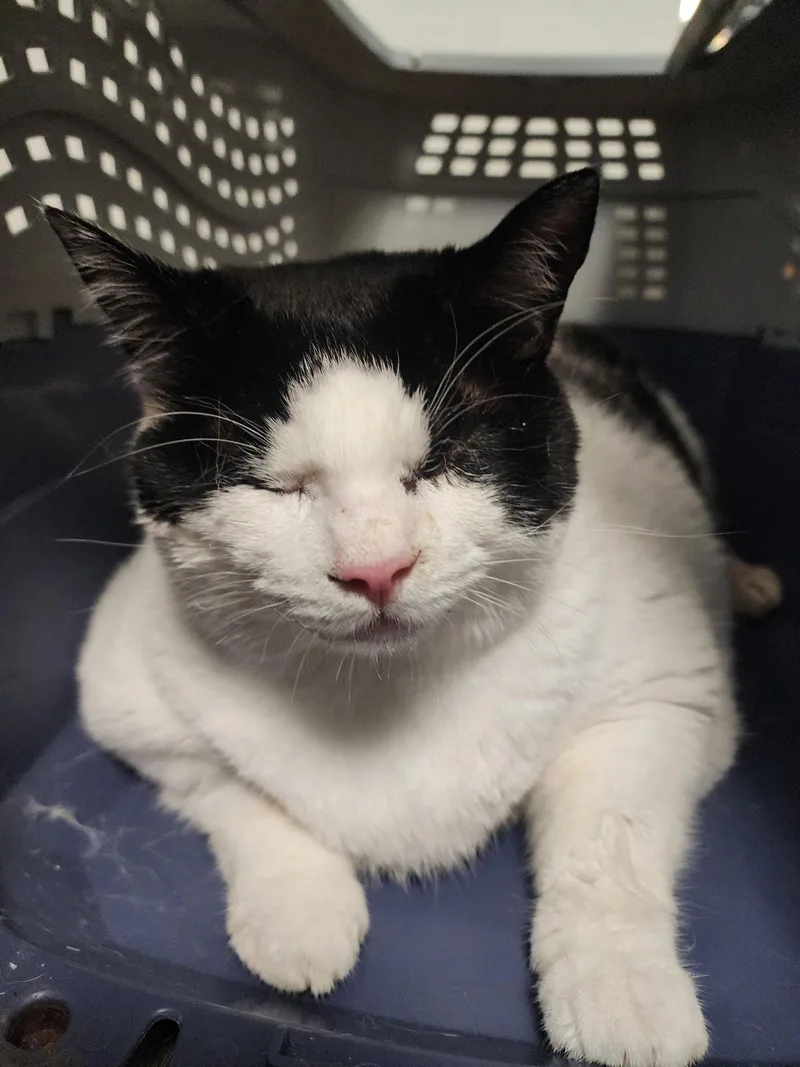 An adult medium-sized female Black & White / Tuxedo Domestic Short Hair cat named Tokyo .. for adoption in Apopka, FL