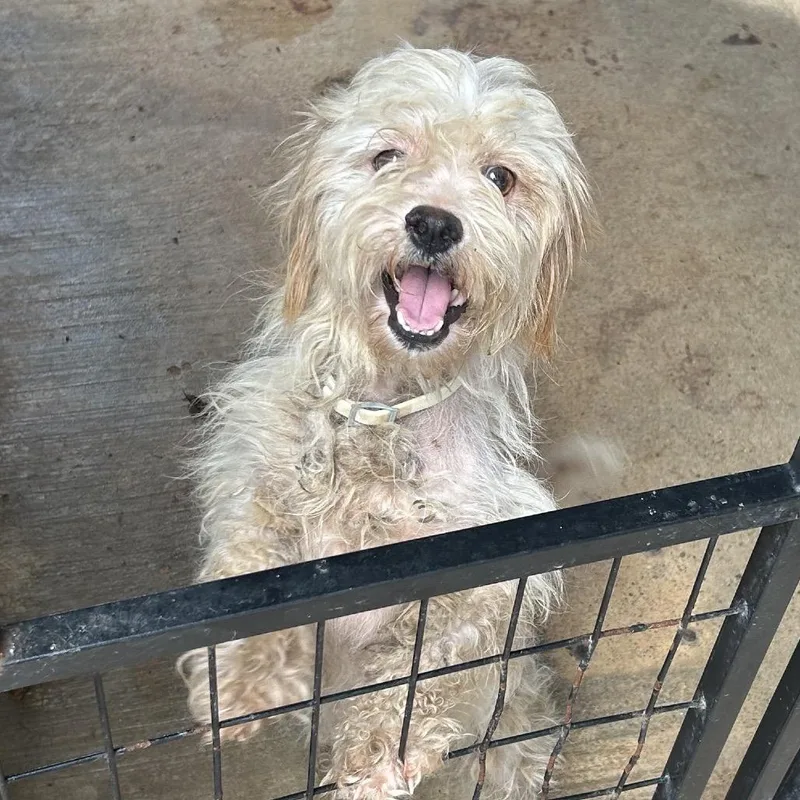 A young small-sized male Apricot / Beige Mixed Breed dog named Sebastian for adoption in Springboro, OH