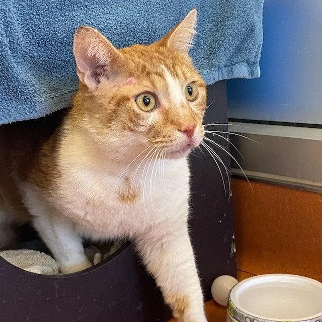 An adult medium-sized male Orange & White Domestic Short Hair cat named Tink for adoption in Burlingame, CA