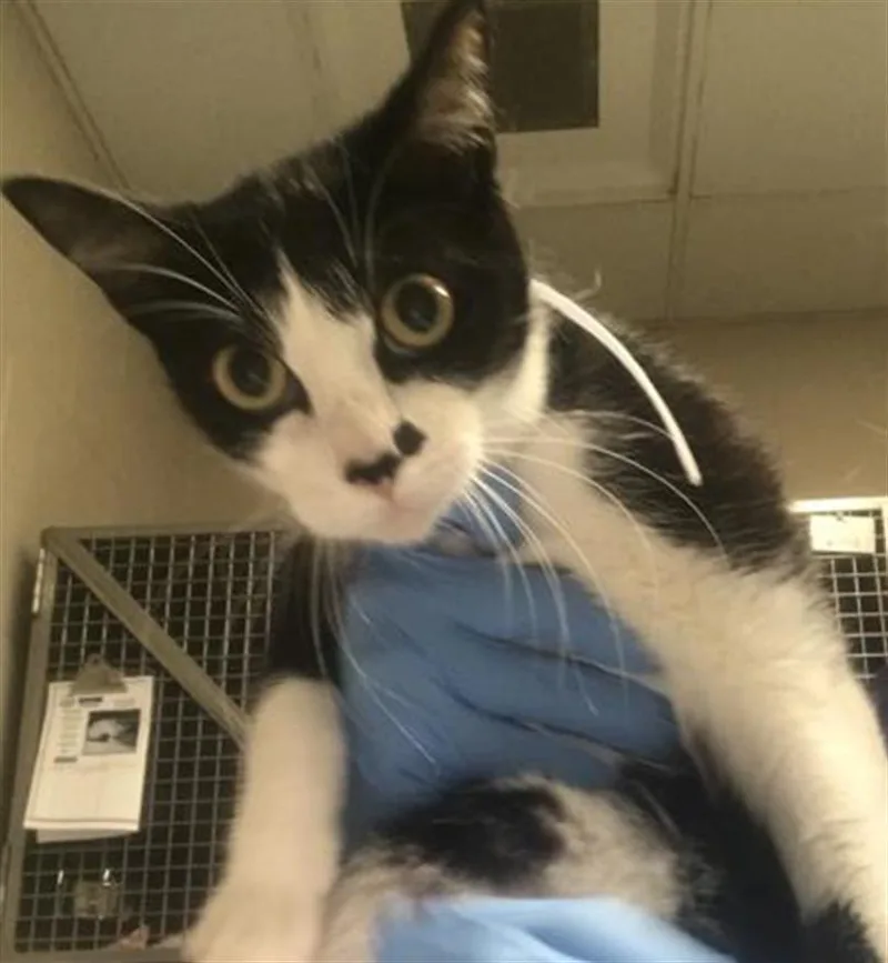 A young medium-sized female Domestic Short Hair cat named Sushi for adoption in Conroe, TX
