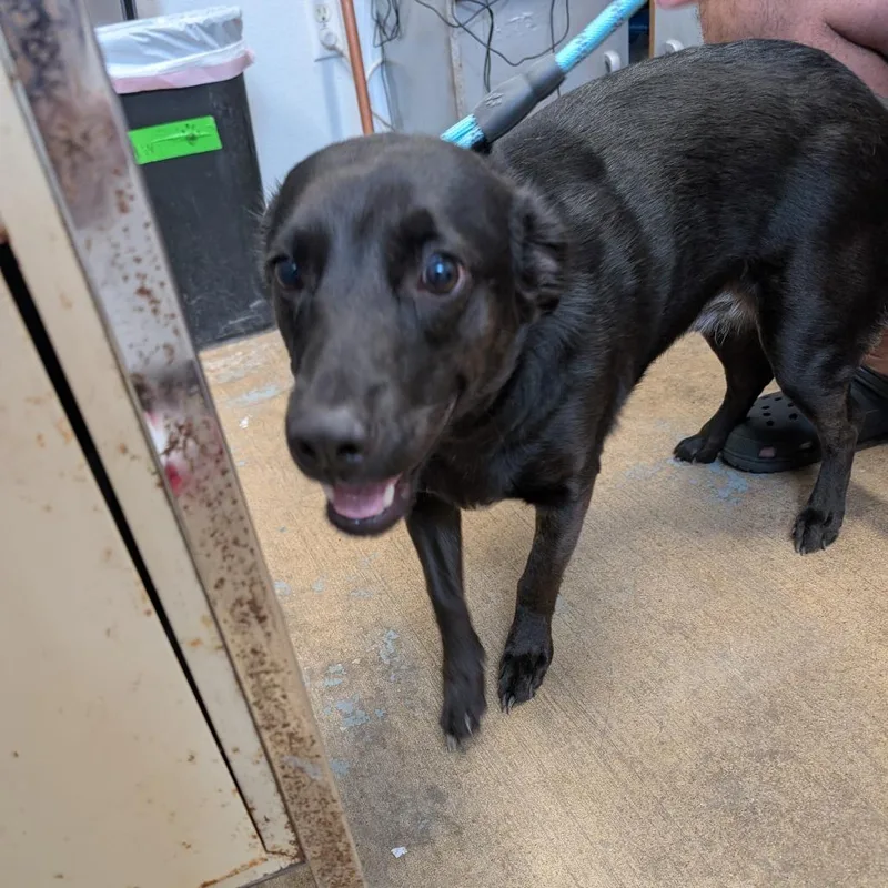 A young medium-sized male Black Mixed Breed dog named Dr. Pepper Fka Ginger for adoption in Leander, TX