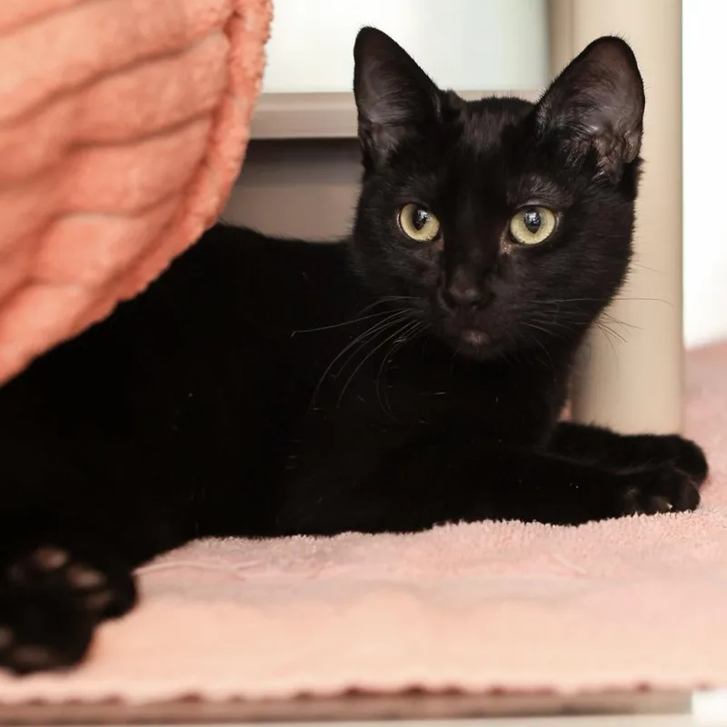 A young small-sized male Black Domestic Short Hair cat named Onyx for adoption in Los Angeles, CA