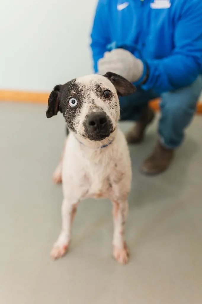 An adult medium-sized male Mixed Breed dog named Hoss for adoption in Lawrenceburg, TN