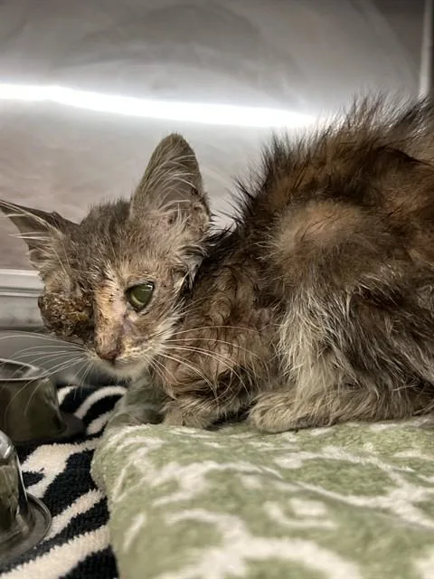 A baby small-sized female Domestic Short Hair cat named Unknown for adoption in Rancho Cucamonga, CA