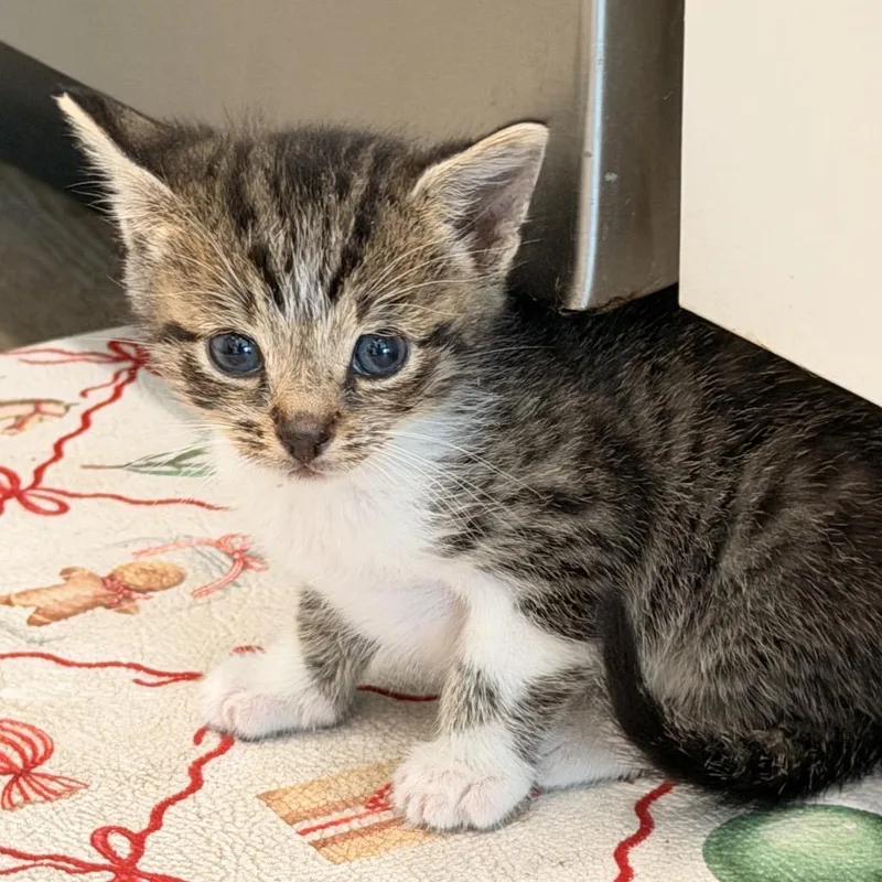 A baby small-sized male Gray / Blue / Silver Domestic Short Hair cat named Subaru for adoption in Tampa, FL