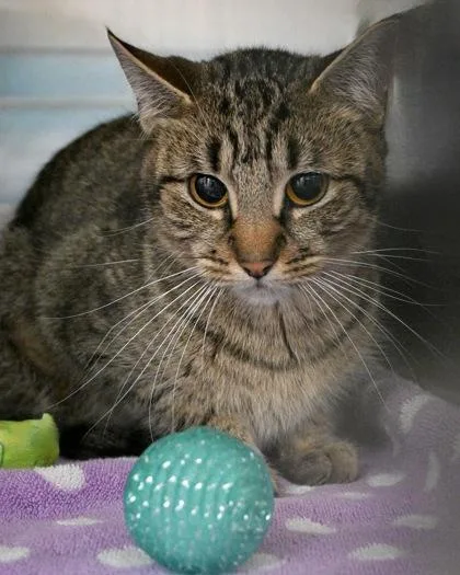 An adult small-sized female Domestic Short Hair cat named Kala for adoption in West Seneca, NY