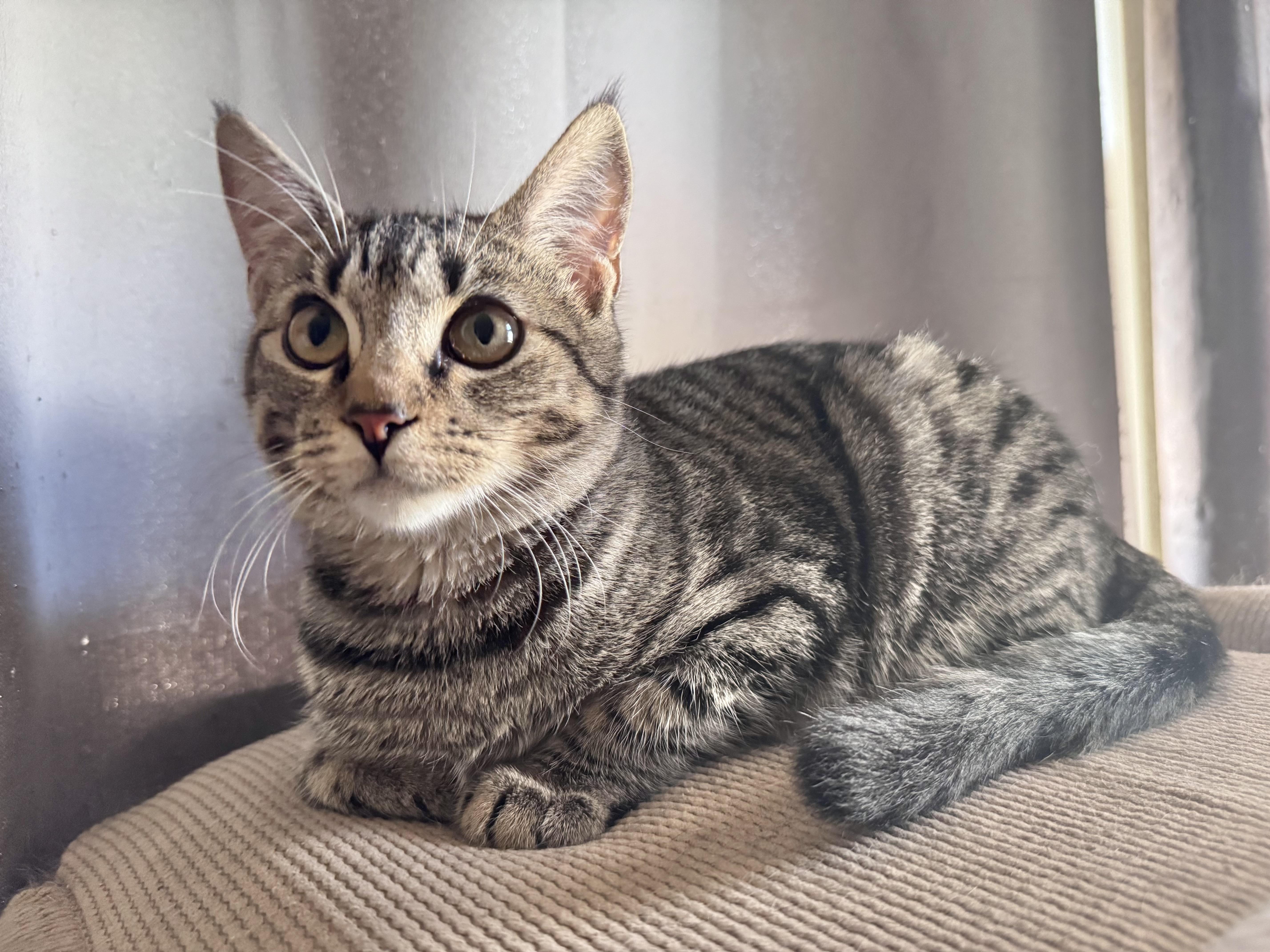 A young medium-sized female Tabby (Brown / Chocolate) Domestic Short Hair cat named Smudge for adoption in Riverside, CA
