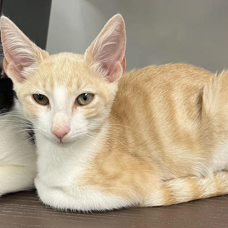 A baby small-sized male Orange / Red Domestic Short Hair cat named Rusty for adoption in West Palm Beach, FL