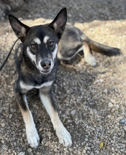A young large-sized female German Shepherd Dog dog named Julietta for adoption in Phoenix, AZ